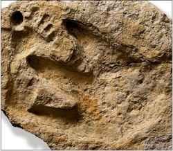 human and dinosaur footprints