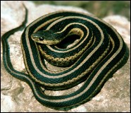 Garter snake, Indiana